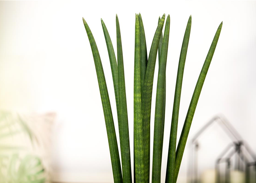 Sansevieria cylindrica Spaghetti