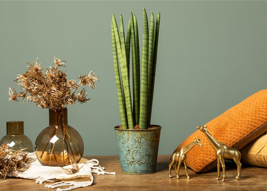 Sansevieria cylindrica Spaghetti