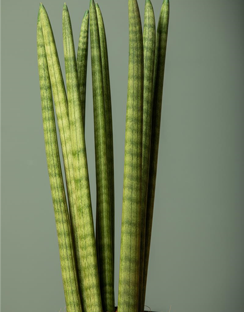 Sansevieria cylindrica Spaghetti T9