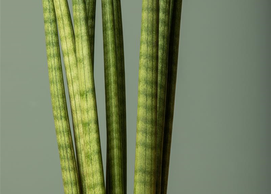 Sansevieria cylindrica Spaghetti T9