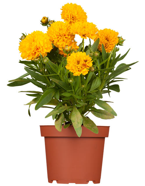 Coreopsis grandiflorum Solanna Golden Sphere