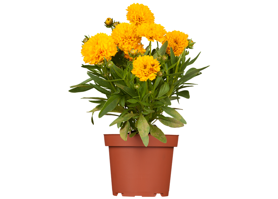 Coreopsis grandiflorum Solanna Golden Sphere