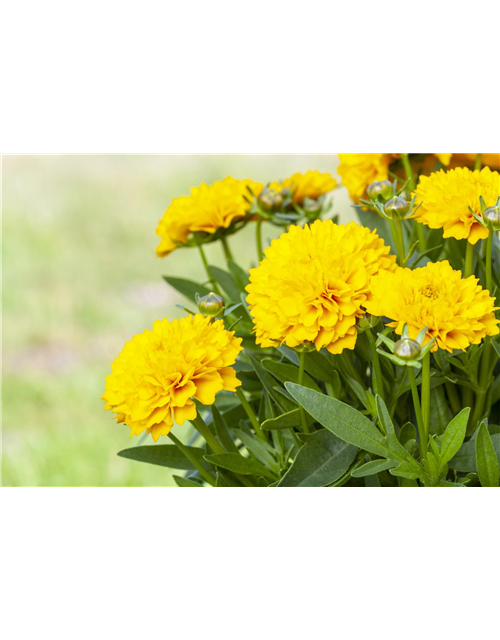 Coreopsis grandiflorum Solanna Golden Sphere