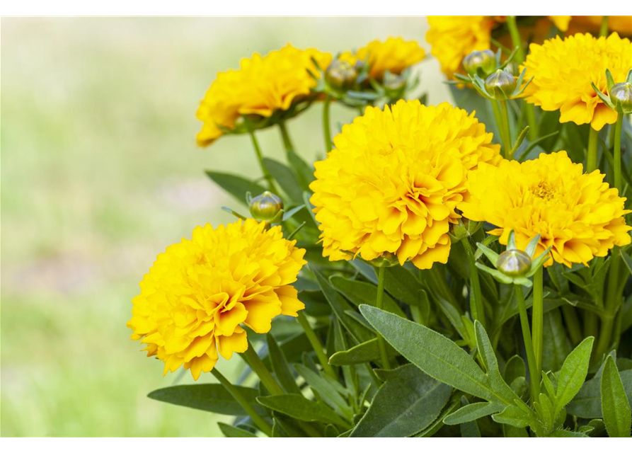 Coreopsis grandiflorum Solanna Golden Sphere