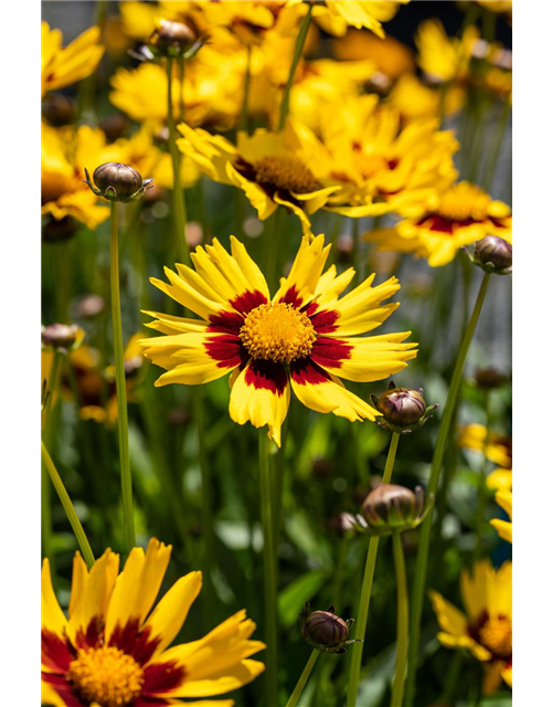 Coreopsis rosea Pineapple Pie