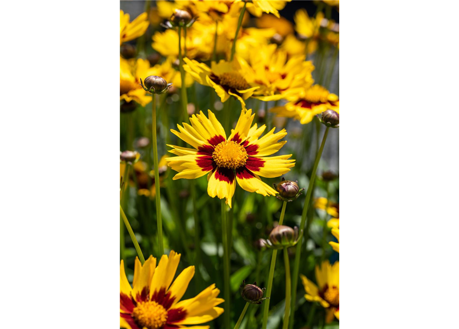 Coreopsis rosea Pineapple Pie