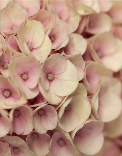 Hydrangea macrophylla Magical Revolution Rosa