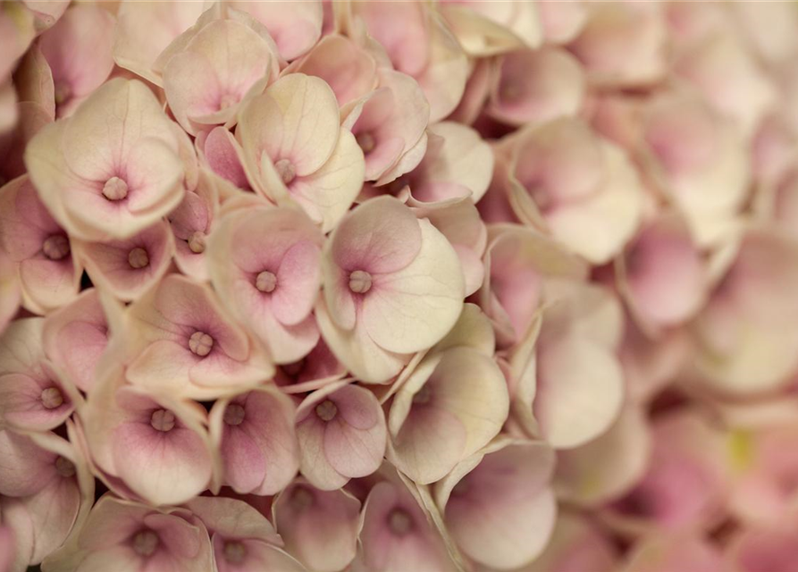 Hydrangea macrophylla Magical Revolution Rosa