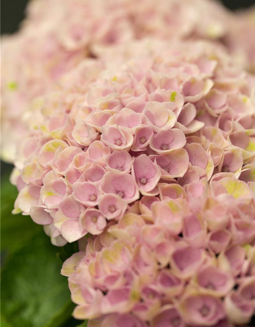 Hydrangea macrophylla Magical Revolution Rosa