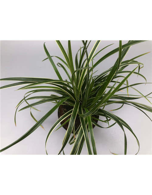 Carex morowii Ice Dance