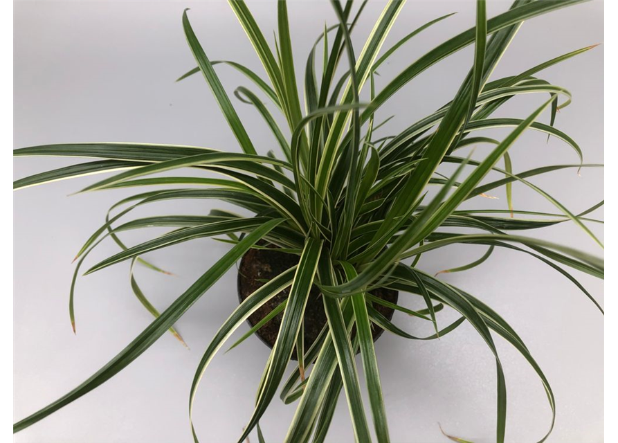 Carex morowii Ice Dance