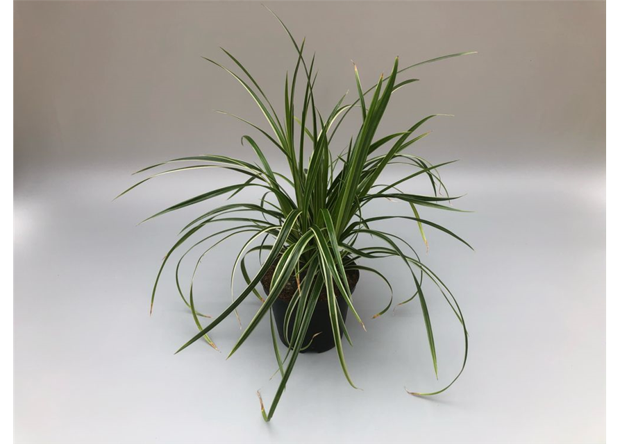 Carex morowii Ice Dance