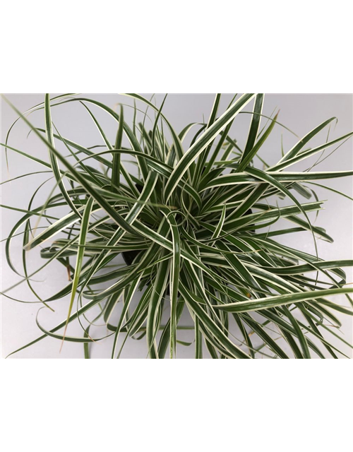 Carex oshimensis Everest