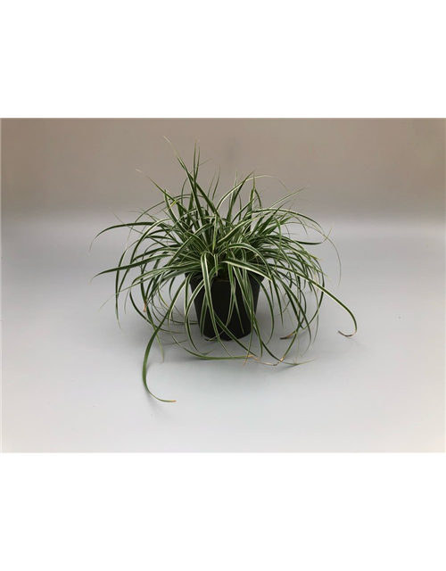 Carex oshimensis Everest