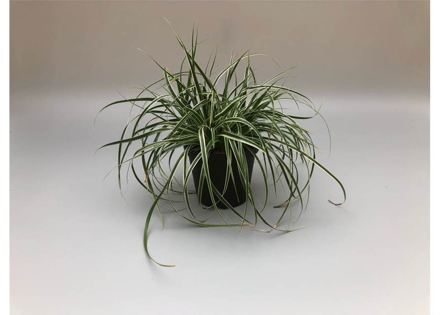 Carex oshimensis Everest