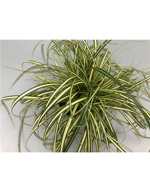 Carex oshimensis Evergold