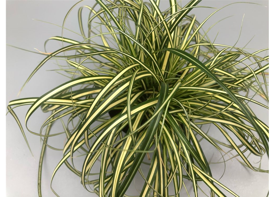 Carex oshimensis Evergold