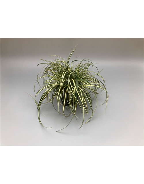 Carex oshimensis Evergold