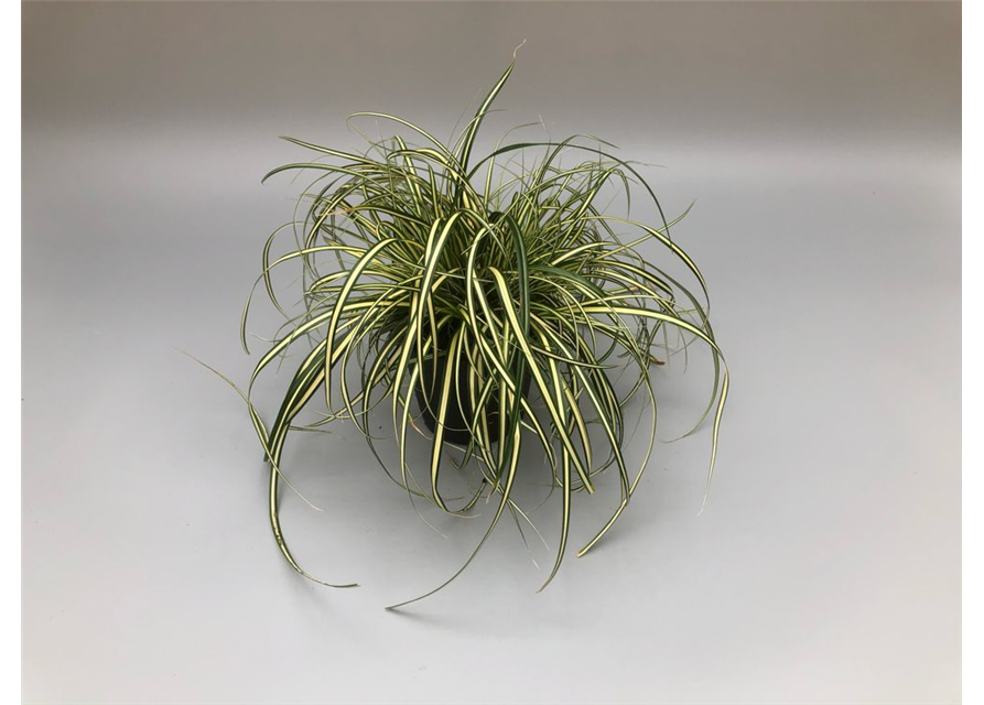 Carex oshimensis Evergold