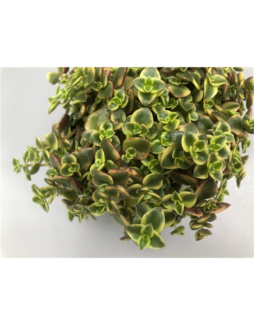 Crassula schmidtii Desert Diamond