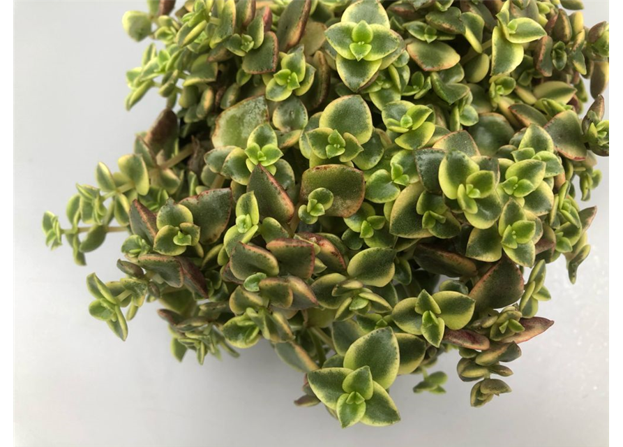 Crassula schmidtii Desert Diamond