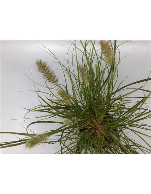 Pennisetum alopecuroides Little Bunny