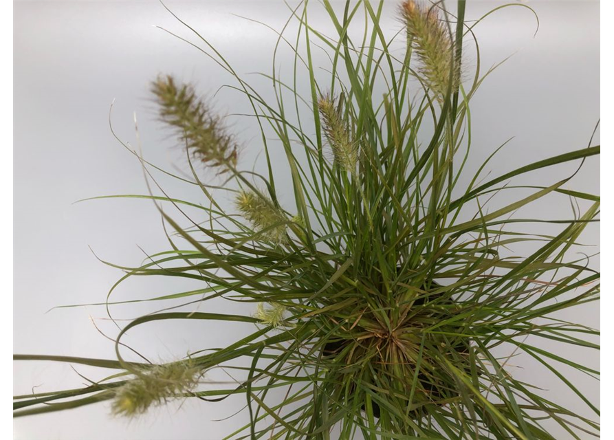 Pennisetum alopecuroides Little Bunny