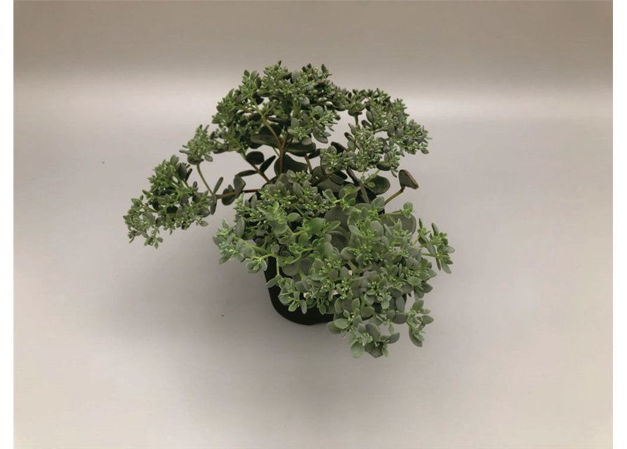 Sedum sieboldii grün