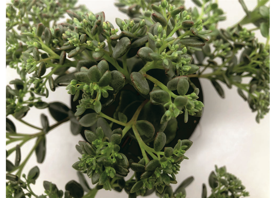 Sedum sieboldii grün