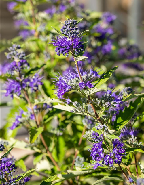 Caryopteris clandonensis First Blue