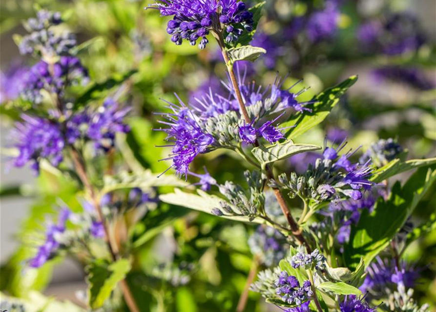 Caryopteris clandonensis First Blue