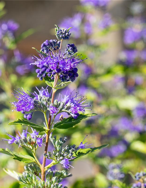 Caryopteris clandonensis First Blue