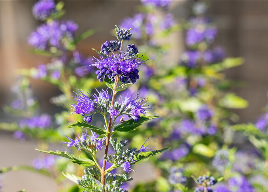 Caryopteris clandonensis First Blue