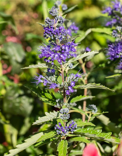 Caryopteris clandonensis First Blue