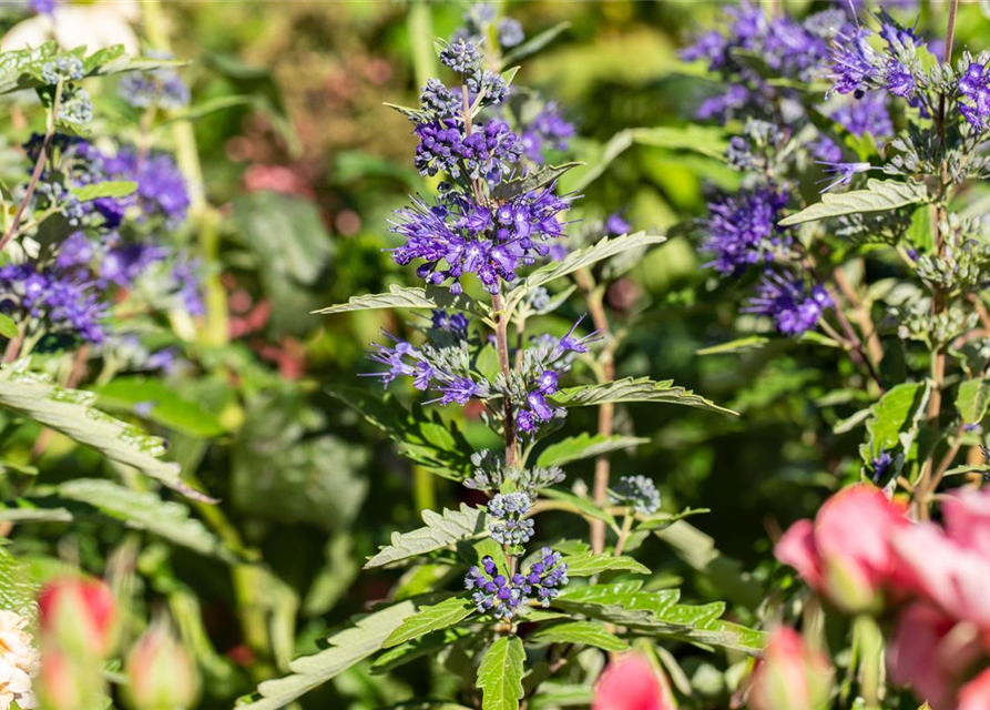 Caryopteris clandonensis First Blue