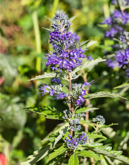 Caryopteris clandonensis First Blue