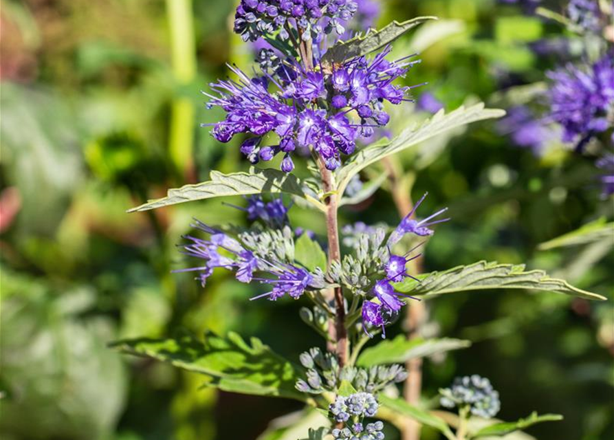 Caryopteris clandonensis First Blue