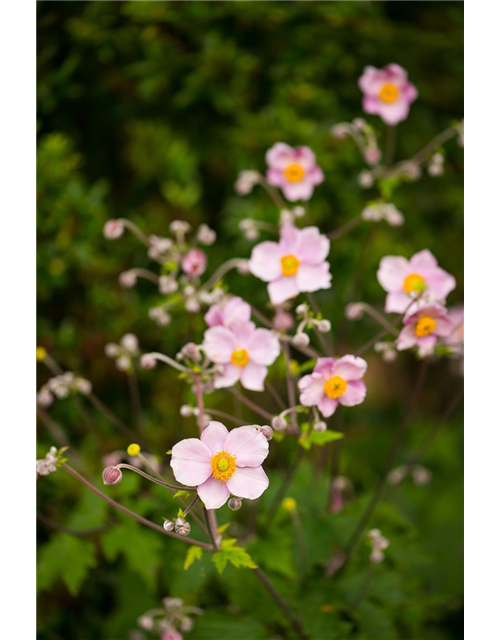 Anemone hupehensis Rosa T19