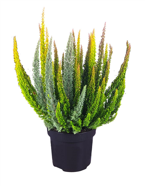 Calluna vulgaris BL Skyline Trio T13