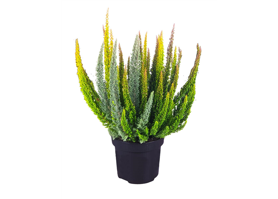 Calluna vulgaris BL Skyline Trio T13