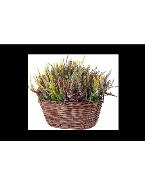 Calluna vulgaris Garden G Trio Mix T13