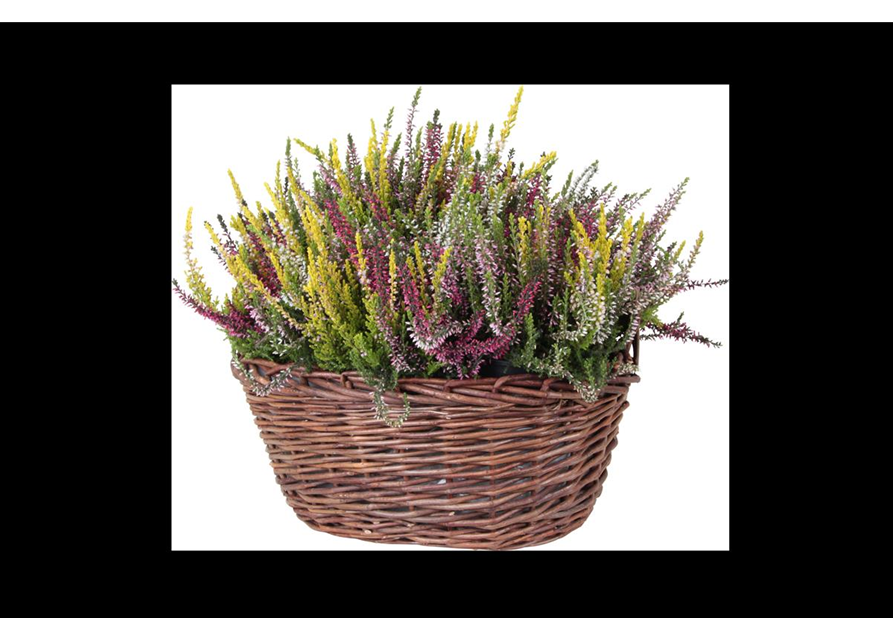 Calluna vulgaris Garden G Trio Mix T13