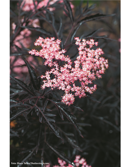 Sambucus nigra Black Lace