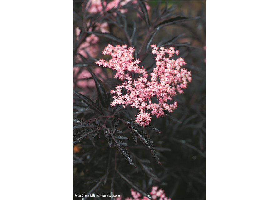 Sambucus nigra Black Lace