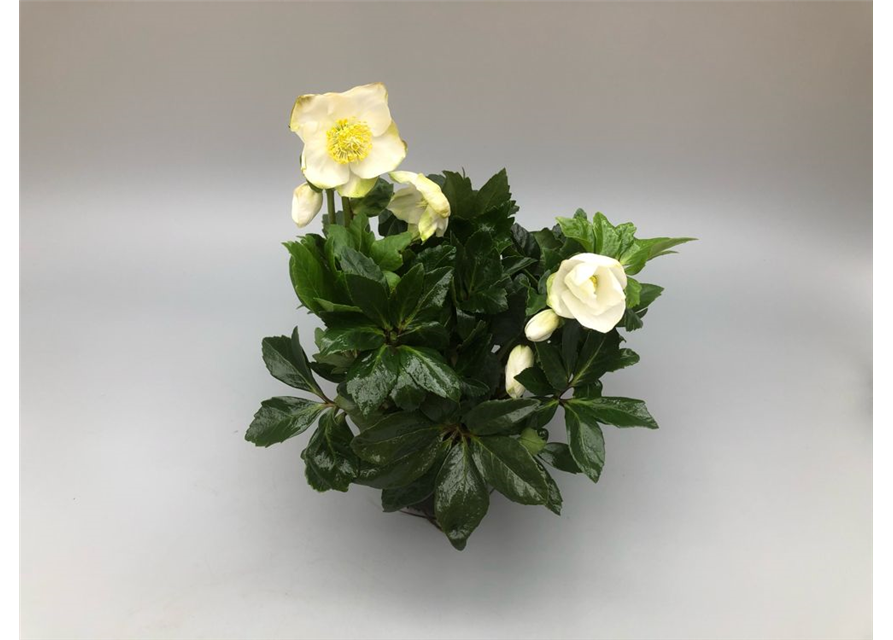 Helleborus niger White Christmas