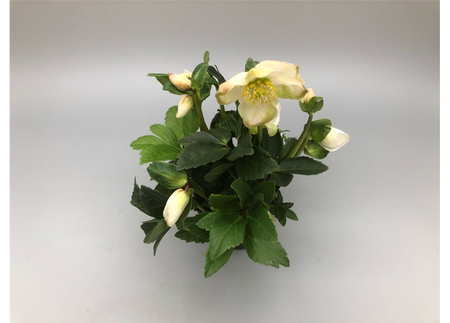 Helleborus niger White Christmas