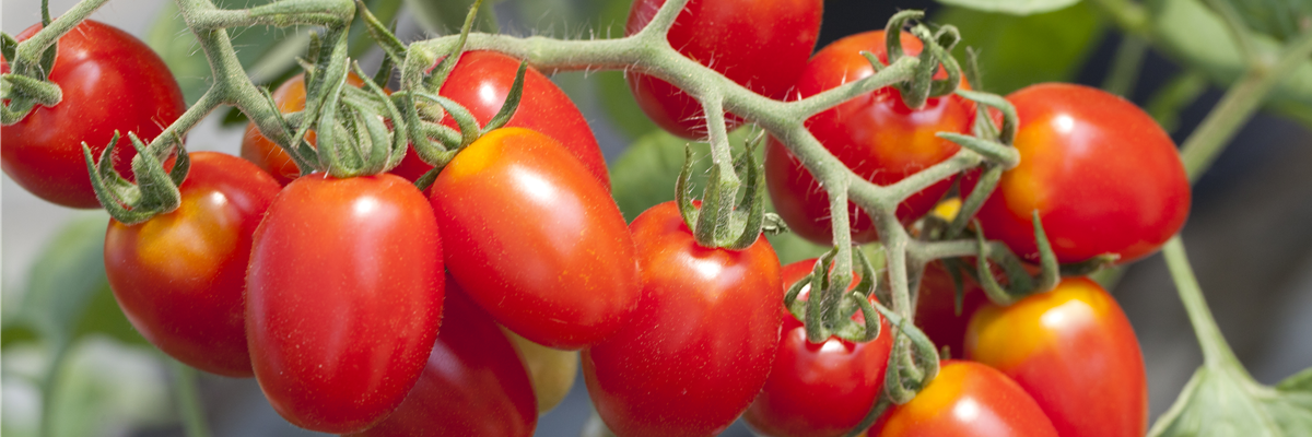 Solanum lycopersicum