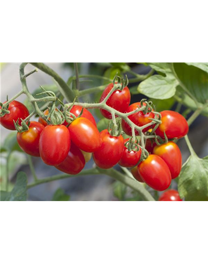 Tomaten ausgeizen