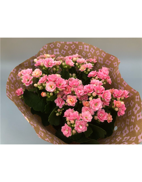 Kalanchoe bloss. Roseflowers Rosa T13