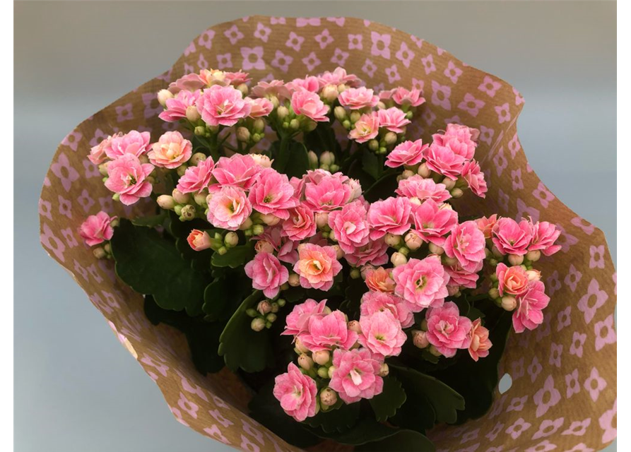 Kalanchoe bloss. Roseflowers Rosa T13